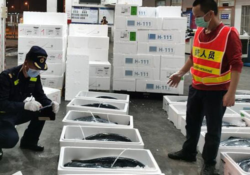 隨到隨報、隨到隨檢，海關助推進口水產品實現秒通關